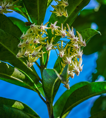 Hoya carnosa plant